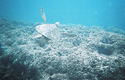 Sea Turtle