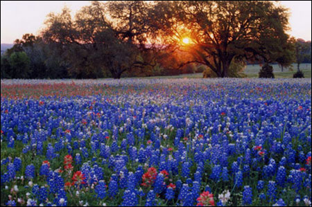 Bluebonnets at Dusk